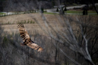 Soaring