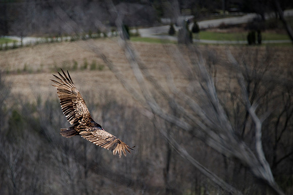Soaring