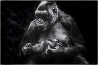 A Mother's Love