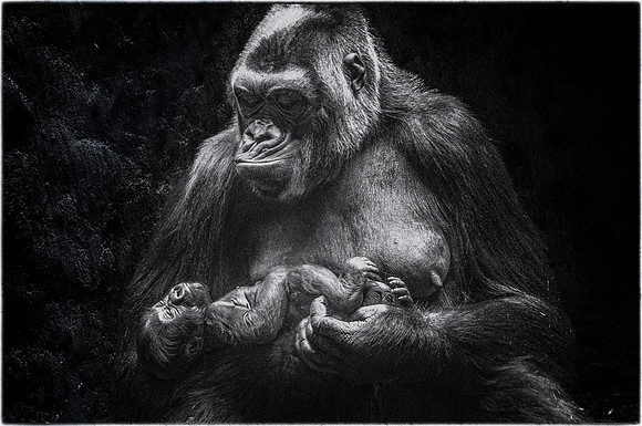 A Mother's Love